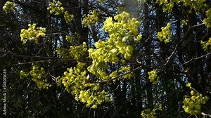 Cornus tree in bloom. Blossom of European Cornel or Cornus mas with yellow flowers in natural environment on early spring. Swinging on wind. Close-up.
