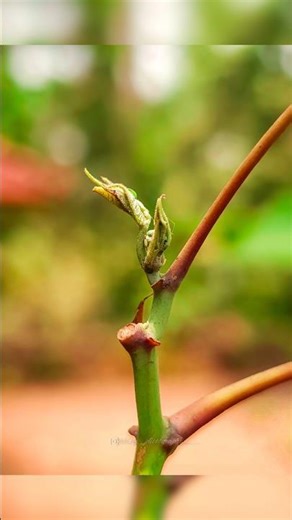 Creative mobile pro Photography 🔥 Try pro mode tip 🔥 Simple but Beautiful 😍 Shot on Mobile 📱 #photo