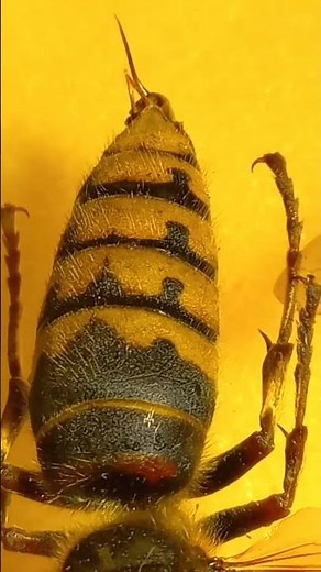 Strong Sting of Angry Hornet European, Vespa crabro, Predaceous Queen. Kyiv, Ukraine.