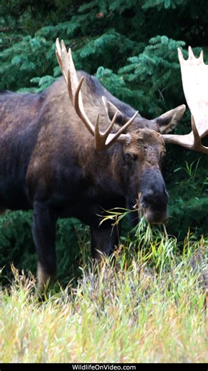 Huge Bull Moose Courting During the Rut ► Tour Canada's Rockies! https://www.tourcanadianrockies.com #mooserut #bullmoose #wildlife | Wildlife On Video