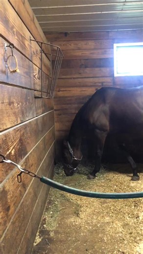 Thoroughbred Racehorse Barrel Racing - Ready to Compete