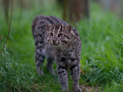 The fishing cat may look like a regular kitty, but it’s a rare wild species with a fascinating story.🐱 From its short, powerful legs to its expressive face — this elusive cat is full of surprises.🌱 #FishingCat #HamiltonZoo #WildlifeUpClose #ZooMoments | Hamilton Zoo