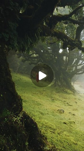 Denis Barbas on Instagram: "Exploring the misty forest 🌳🌲@withdoina . #misty #forest #travel #madeira #madeiraisland #visitmadeira #travelgram #travelmore #exploremore #explore #explorers #travellife #roamtheplanet #beautifuldestinations #wilderness #folkscenery #folkgreen #reels #reelstrending #reelsinstagram #reel"