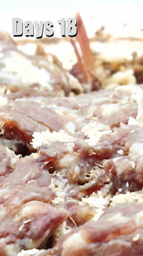 Minced meat rotting #rotting #rottingfood #meatdecomposing #maggotsvsfood #maggotz #sharptimelapse #sharplapse #decomposition #decomposing #worms