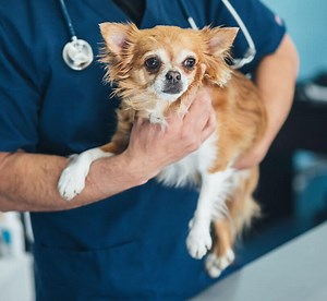 What to Expect | The Village Vets 24-Hour Emergency