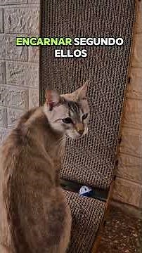 Diversión felina: rascadores y juguetes para gatos en Animania
