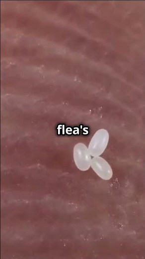 The Flea's Fascinating Life Cycle! 🐜