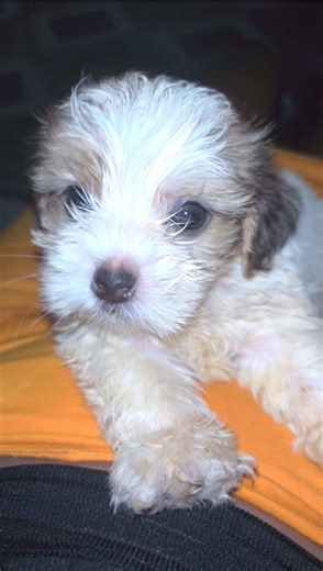 Bringing Home a Lhasa Apso: The First Day Experience