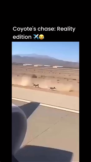 TheViralLab | In a startling display of wild instincts intersecting with human engineering, this footage captures a quintessential desert drama unfolding... | Instagram