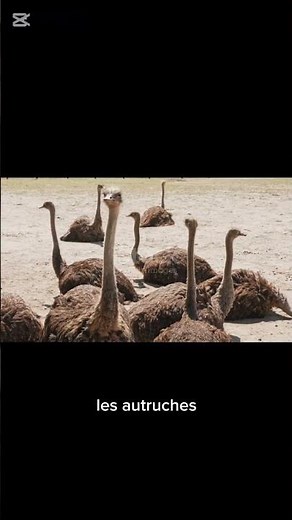 L’Autruche — L’oiseau le plus rapide du monde ! 🦜💨