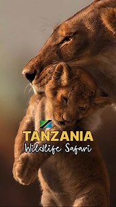 17K views · 9.7K reactions | Lion Cubs - All you need to know about...