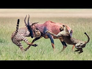 Two Cheetahs Hunting A Antelope In A Big Fights