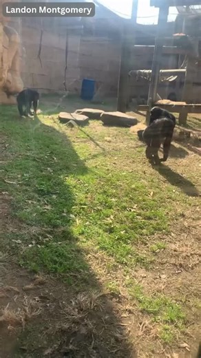 Bonobo Ape Cracks Glass at Memphis Zoo