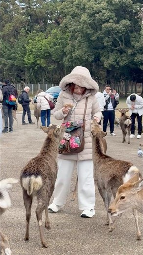 奈良公園の鹿に心を奪われた！#奈良公園#奈良鹿#奈良観光#奈良旅#奈良デート#鹿と出会う#日本旅行#癒し動画#可愛い鹿#NaraDeerPark#JapanTrip#JapanTravel#Nara