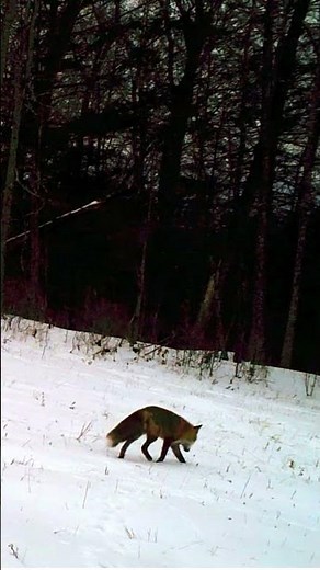 Red Fox Hunting in the January Snow