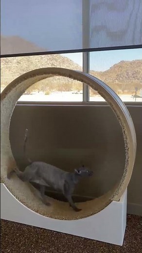 TonX Modern Cat Wheel Testing. The best cat running wheel in the market.