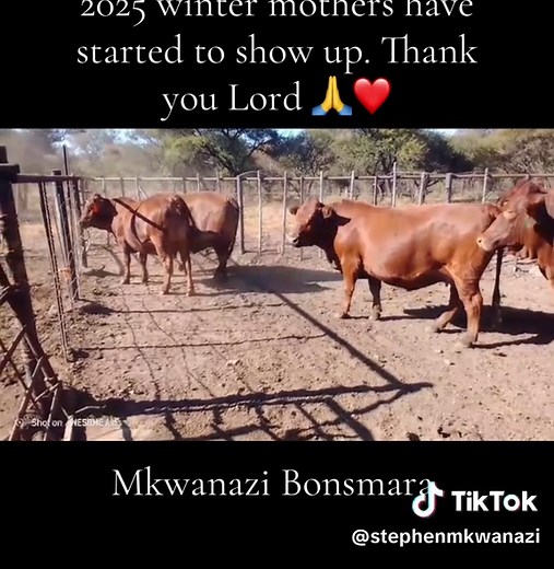 #mkwanazibonsmara #bonsmarasouthafrica #bonsmara #cattle #MSMbranded #farmingsouthafrica