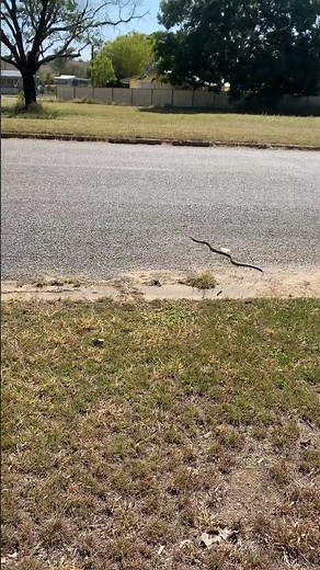 Eastern Brown snake emerging from our yard. 30 minutes earlier I was less than 1meter away from it