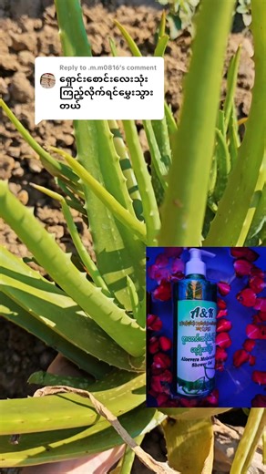 Replying to @.m.m0816 #A&K brand founder#တီချယ်နန်းကေသီ #အသားအရေကြည်လင်စိုပြေချင်သူတွေအတွက်ရှားစောင်း #foryoupage❤️❤️ #fyp