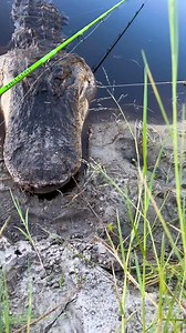 46M views · 183K reactions | Monster Gator  wrangled with the Hellcat rod series!! #catchthefever #ctfnation #premiumgear #nextlevel #angler #biggator | Catch The Fever | Facebook