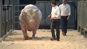 This mutation is a Belgian Blue calf, a sick result of genetic selection done by the meat industry in Belgium. To produce more meat, this "improved" race has huge muscles. This anomaly causes serious health problems and the females cannot give birth naturally. Simply horrible. | Kinder World