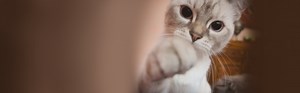 How to care for your cat's paws | Cat’s Best