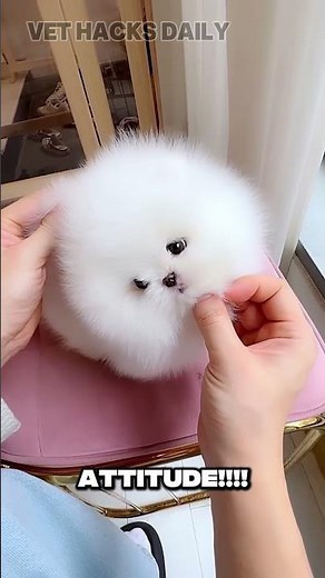 POMERANIAN FUN FACTS!!!