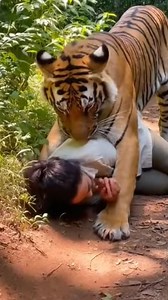 Real Life Jungle Scare: Tiger Tackles Woman #TigerAttack #CloseCall #WildlifeEncounters #AdrenalineRush #BigCats #JungleLife #ScaryMoments #NatureIsWild #Unexpected #ViralVideo #RawFootage #RealLife #TigerEncounter #Scary #Unedited #Jungle #WildAnimals #ShockingVideo #NatureRaw | Short Max