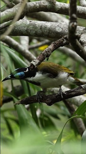 Blue-Faced Honeyeater Bird Call | Australian Bird Sounds | Wild Bird Sounds | Birds Chirping Sound