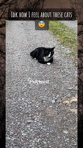 The last cat definitely saw something 👀 #scary #blowthisup #nope #horror #pets #cats #reelsinstagram #reels2023 #creepy #reelsforyou #reelviral #reelsinsta #reelitfeelit #reelfb | C R E E P Y Web