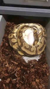 6.7K views · 160 reactions | Ball Python Laying Eggs #shorts #snakes #ballpython #ballpythons #ballpythonsofinstagram #snakebreeder #ballpythonbreeder #fyp #fypシ | Rodents & Royals | Facebook