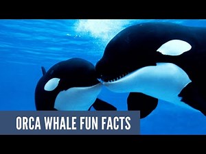 Amazing Orca Whale Facts !
