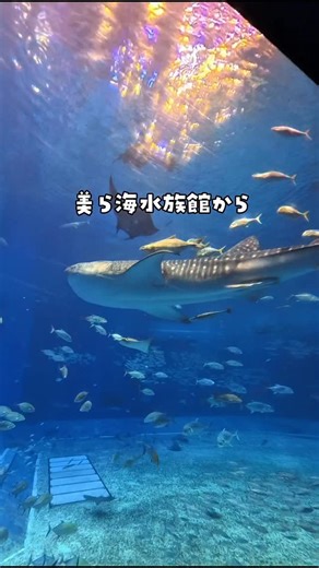 【大阪発】子連れおでかけナビ@ひまり🌻 on Instagram: "＼1泊1万円台〜！コスパ最強ホテル／ 👉おすすめポイント☆ ✅美ら海水族館まで徒歩約5分 ✅目の前に広がる絶景ロケーション ✅子連れでも安心♪ 広々ファミリールームあり ✅南国ムード満点の朝食ビュッフェが人気 ✅無料駐車場完備で観光拠点にも便利 沖縄北部って、 ジャングリアや美ら海水族館とか 子連れに人気スポットが集まってるんだけど でも正直… リゾートホテルは高くてちょっと 手が出ない💦って思うことない❓ そんなファミリーにこそ知ってほしいのがここ👇 1万円代から泊まれるリゾートホテル✨ 「安い＝我慢」じゃなくて、 無料サービスが充実してるのが嬉しいポイント☺️ 朝食バイキングは想像以上に豪華だし、 ファミリールームも広くて子連れでも快適◎ しかも美ら海水族館のすぐ隣📍 移動がラクだから、 観光の拠点にして連泊するのも全然あり🙆‍♀️ コスパ重視だけど、 旅の満足度はしっかり欲しい家族に ぴったりのホテル✨ ─────────────* 🔸ロイヤルビューホテル美ら海 📍沖縄県国頭郡本部町石川938 