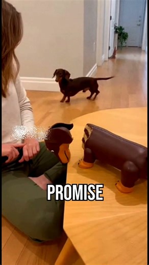 animal cake cutting prank compilation #funny #shortfilm