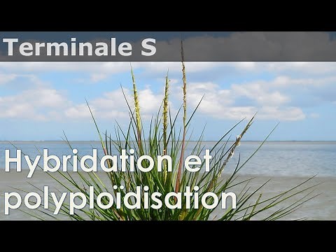 SVT - Bac S - COURSE - Hybridization and polyploidization