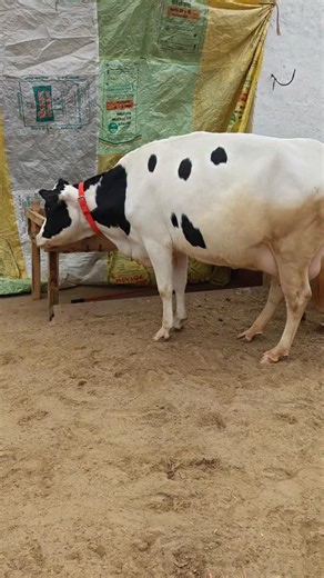 Sidak Dairy Farming on Instagram: "Contact Number +91 90231 90166"