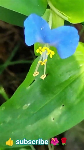 what are these type of flowers called?? #countrylife #flowers