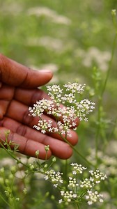 673K views · 9.9K reactions | রাঁধুনী মসলার গাছ দেখতে কেমন ?? #village #farming #villagelife | Treesun Cook World | Facebook
