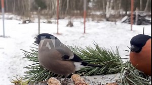 Bullfinch or Eurasian bullfinch -Pyrrhula pyrrhula-, a female feeding on sunflower seeds.