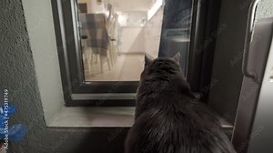 Cat sitting in front of closed glass door to the house, adult gray cat looks through the window into the house. High quality 4k footage