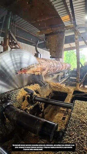 Industrial Circular Sawmill Cutting Process for Large Diameter Timber Logs
