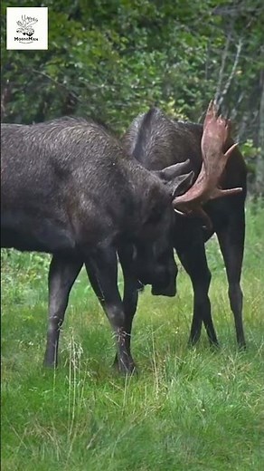 Epic Moose Antler Battle Nature's Toughest Showdown! #moose #wildlife #alaska