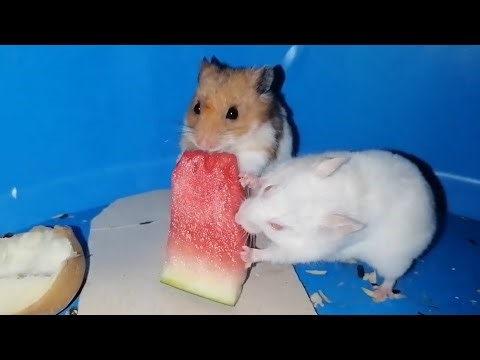 Cute hamsters eat Watermelon