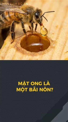Mật ong là một bãi nôn?