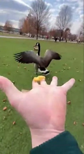 This Goose STOLE My Fries Right Out of My Hand 😂 #shorts #animals #funny