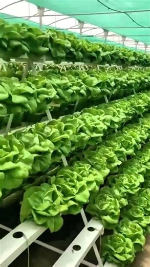 Inside an NFT Hydroponic Greenhouse for Leafy Greens#agritech