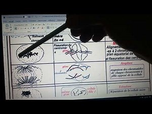 SVT 2Bac(Biof) :Activité (3b):les phases de la mitose