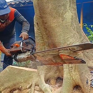 12M views · 26K reactions | The best skill man cutting down a big tree whi.ch stand near the hom,e | Dara-W | Facebook