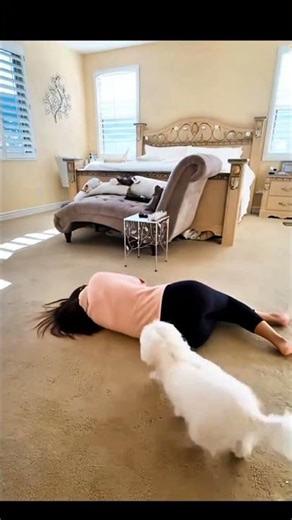 Horny Dogs Compilation 😭😂#dogshorts