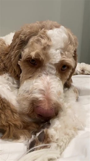 Dog Math: Understanding Canine Intelligence